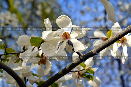 Цветы магнолии кобус (Magnolia kobus DC.) на фоне голубого неба. Стоковое фото, фотограф Ирина Борсученко / Фотобанк Лори