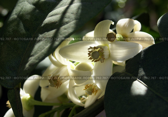 Цветы Поме́ло (Citrus maxima, Citrus grandis) Стоковое фото, фотограф Irina Opachevsky / Фотобанк Лори