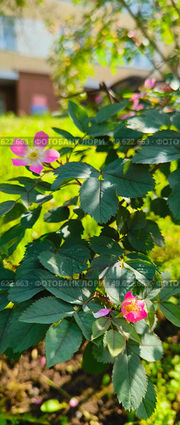 Цветы Розы Сизой "Rosa glauca" Стоковое фото, фотограф Светлана Русских / Фотобанк Лори