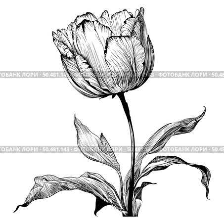 Tulip sketch. Hand drawn like ballpointed pen sketch styled detailed tulip flower. Vector Illustration. . Стоковая иллюстрация, агентство Ingram Publishing / Фотобанк Лори