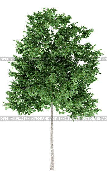 tulip tree isolated on white background. 3d illustration. Стоковое фото, агентство Ingram Publishing / Фотобанк Лори