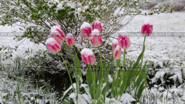 Tulips in the snow. Стоковое видео, видеограф Денис Барановский / Фотобанк Лори
