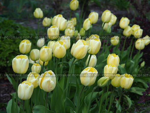 Тюльпан Айвори Флорадейл/ Tulip Ivory Floradale. Стоковое фото, фотограф Елена Косько / Фотобанк Лори