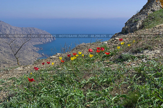 Тюльпан Шренка (лат. Tulipa suaveolens) на каменистом глинистом горном склоне на фоне морского пейзажа. В России этот вид тюльпанов занесен в Красную Книгу. Мыс Меганом, Крым, конец апреля. Стоковое фото, фотограф Сергей Рыбин / Фотобанк Лори