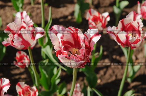 Тюльпаны (Tulipa). Сорт "Флейминг Перрот" Стоковое фото, фотограф Алёшина Оксана / Фотобанк Лори
