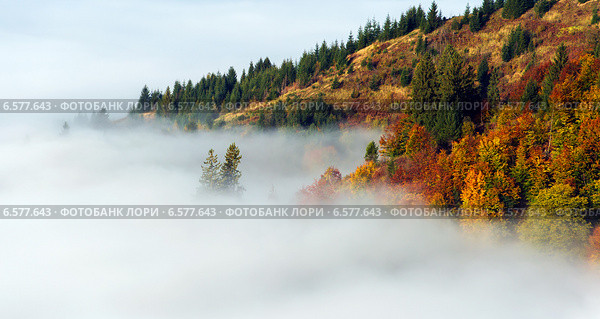 Туман в осенних горах. Карпаты. Стоковое фото, фотограф Эдуард Кислинский / Фотобанк Лори