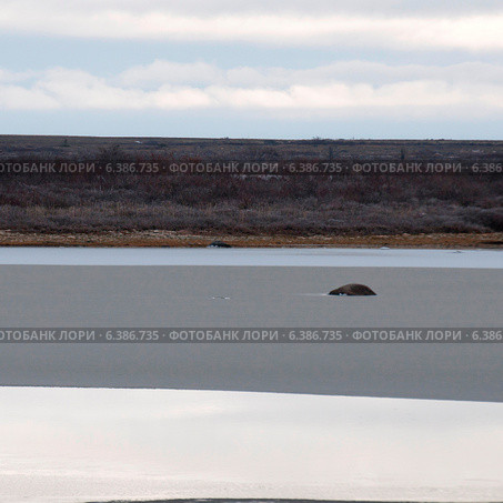 Tundra landscape, Churchill, Manitoba, Canada. Стоковое фото, агентство Ingram Publishing / Фотобанк Лори