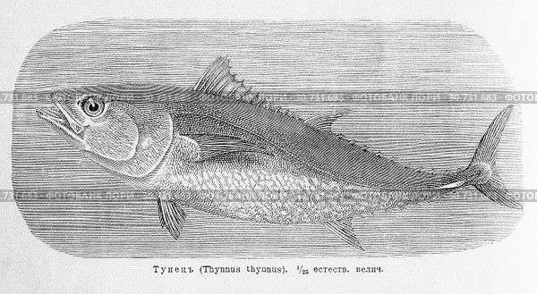 Тунец (Thunnus thynnus)  - рисунок  из книги А. Брэма "Жизнь животных" 1896 г. Стоковая иллюстрация, иллюстратор Вера Смолянинова / Фотобанк Лори