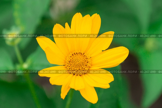 Tuscan sun false sunflower, Heliopsis helianthoides. Стоковое фото, фотограф Корнеев Вячеслав / Фотобанк Лори