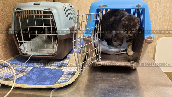 Two animal carriers on a table in a veterinary clinic. The right carrier contains a gray tabby cat with a catheter on his paw, secured with a bandage. He sits on a mat and cautiously peers out. The left carrier is empty, but has an IV connected to it, apparently having recently housed another animal. On the table under the carriers is a blue checkered fabric, creating additional coziness and warmth. The atmosphere of the photo conveys the atmosphere of a veterinary office, treatment and care for sick animals. Стоковое фото, фотограф Анна Кривицкая / Фотобанк Лори