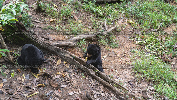 Two biruangs feed in Bornean Sun Bear Conservation Centre. Endemic animals eat bananas while sitting on the ground at the roots of trees. Black fur, orange muzzles, clawed paws. Malaysia. Borneo. (2023 год). Стоковое фото, фотограф Вера Ивановна Кубарева / Фотобанк Лори