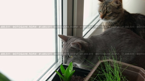 Two cats look out through window at the birds. Domestic cats want to catching bird, attack, scrape the glass. Cute kitty sitting on windowsill. Feline watching bird outside the window. Closeup. Стоковое видео, видеограф Марина Демидюк / Фотобанк Лори