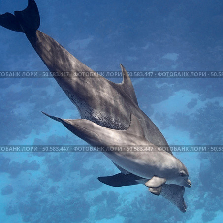 Two dolphins (baby and mother) swimming in water of the blue tropical ocean. Стоковое фото, агентство Ingram Publishing / Фотобанк Лори