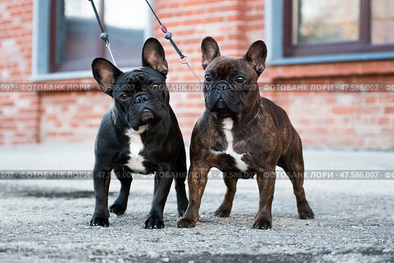 Two female french bulldogs on leashes. Стоковое фото, фотограф Екатерина Горохова / Фотобанк Лори