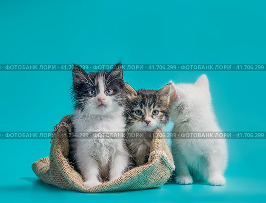two kittens in a sack and one next to the bag on a turquoise background. Стоковое фото, фотограф Артем Курутин / Фотобанк Лори