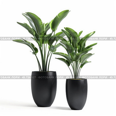Two large strelitzia nicolai plants growing in black pots on white background. Стоковое AI-изображение, AI-художник Иван Рябоконь / Фотобанк Лори
