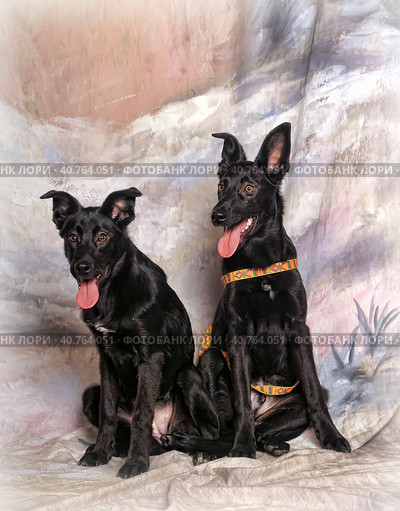 Two mongrel dogs on cold background in studio. Стоковое фото, фотограф Анна Кривицкая / Фотобанк Лори
