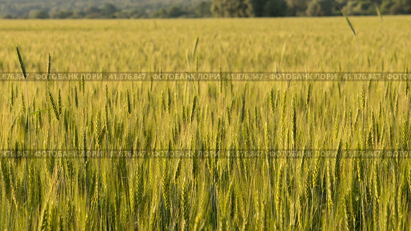 Two-rowed barley or Hordeum distichon growing in the field. Стоковое фото, фотограф VittoriaChe / Фотобанк Лори