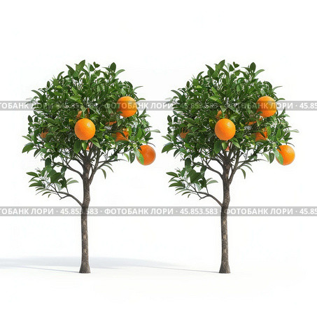 Two small orange trees growing oranges on white background. Стоковое AI-изображение, AI-художник Иван Рябоконь / Фотобанк Лори
