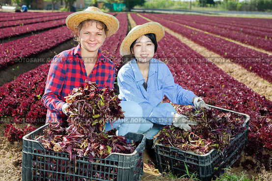 Two smiling young female workmates showing red lettuce harvest on field. Стоковое фото, фотограф Яков Филимонов / Фотобанк Лори