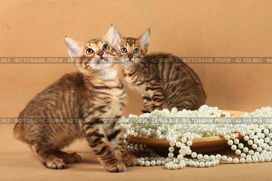 Two striped kittens sit near a plate with pearls and looking up. Стоковое фото, фотограф Елена Кутепова / Фотобанк Лори