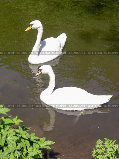 Two white swans float on the surface of a pond. Стоковое фото, фотограф Константин Григорьев / Фотобанк Лори