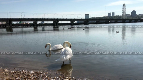 Two white swans standing in water of artificial bay in the city center. The Cheboksary, Russia. Стоковое видео, видеограф Кекяляйнен Андрей / Фотобанк Лори