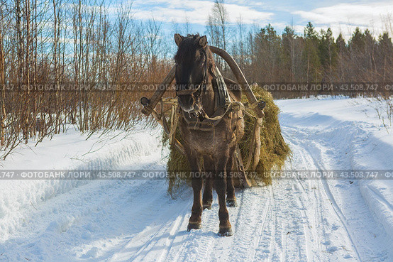 Тягловые лошади в Мезенском районе Архангельской области. Стоковое фото, фотограф Николай Гернет / Фотобанк Лори