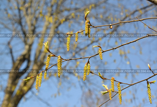Тычиночные сережки цветущего граба обыкновенного (Carpinus betulus L.) Стоковое фото, фотограф Ирина Борсученко / Фотобанк Лори