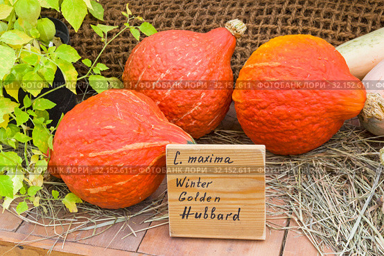 Тыква крупноплодная (Cucurbita maxima) сорта Золотой Хаббард (Winter Golden Hubbard). Традиционная осенняя выставка плодов и овощей в Аптекарском Огороде (филиал ботанического сада МГУ). Москва. Стоковое фото, фотограф Сергей Рыбин / Фотобанк Лори