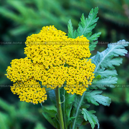 Тысячелистник таволговый (лат. Achillea filipendulina). Жёлтое соцветие крупным планом. Стоковое фото, фотограф Евгений Мухортов / Фотобанк Лори