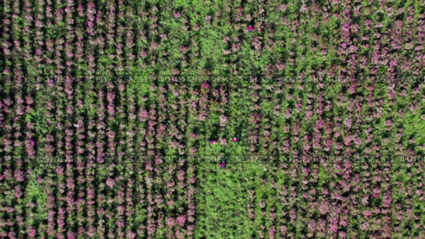 Уборка урожая эхинацеи пурпурной (Echinacea purpurea). Вид с воздуха. Harvesting of echinacea (Echinacea purpurea). Aerial view. Стоковое видео, видеограф Евгений Романов / Фотобанк Лори