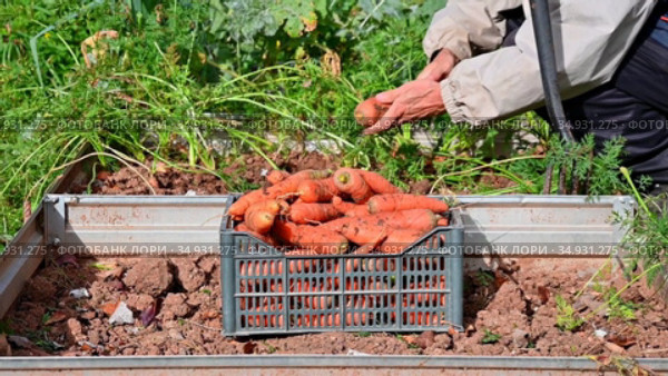 Уборка урожая моркови, выращенной на огороде. Harvest of carrots grown in a galvanized bed is dug out with pitchfork and put in box. Стоковое видео, видеограф Владимир Литвинов / Фотобанк Лори