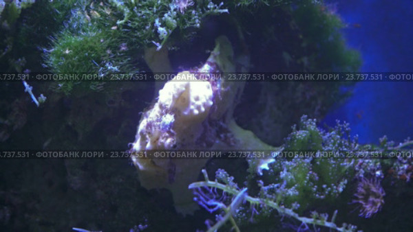 Удильщик разукрашенный Painted Frogfish - Rundflecken Anglerfisch. Стоковое видео, видеограф Михаил Коханчиков / Фотобанк Лори