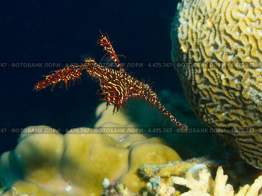 Украшенный трубкорыл или трубкорыл-арлекин (Ornate ghost pipefish, Solenostomus paradoxus) Стоковое фото, фотограф Сергей Дубров / Фотобанк Лори