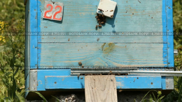 Улей. Пчелы на пасеке. Стоковое видео, видеограф Mikhail Erguine / Фотобанк Лори