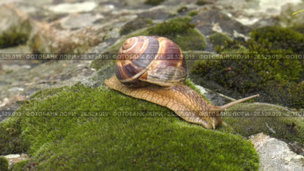 Улитка Achatina fulica движется по мху. Snail Achatina fulica moves on the moss. Стоковое видео, видеограф Евгений Романов / Фотобанк Лори