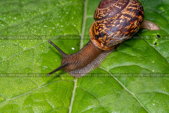 Улитка виноградная на зелёном листе с росой. Helix pomatia (также римская улитка, бургундская улитка, съедобная улитка или улитка) — вид крупных съедобных наземных улиток, дышащих воздухом, наземных легочных брюхоногих моллюсков семейства Helicidae. Стоковое фото, фотограф Руслан Лесков / Фотобанк Лори