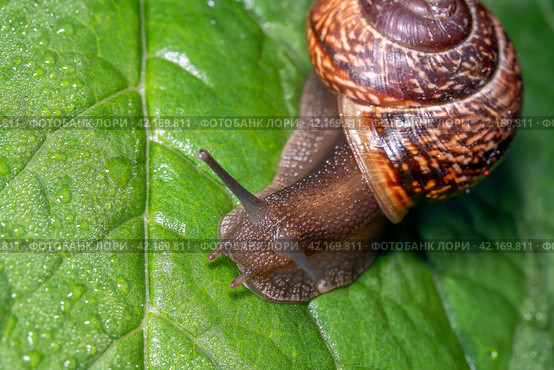 Улитка виноградная на зелёном листе с росой. Helix pomatia (также римская улитка, бургундская улитка, съедобная улитка или улитка) — вид крупных съедобных наземных улиток, дышащих воздухом, наземных легочных брюхоногих моллюсков семейства Helicidae. Стоковое фото, фотограф Руслан Лесков / Фотобанк Лори