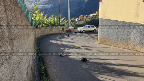 Улица Санта-Китерия (Vereda de Santa Quiteria). Город Фуншал. Остров Мадейра. Португалия (2023 год). Редакционное фото, фотограф lana1501 / Фотобанк Лори