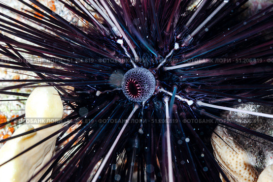 Undersea Creature Reveals Its Vibrant Colors in the Red Sea's Deep. Стоковое фото, фотограф Aleksandr Golubev / Фотобанк Лори