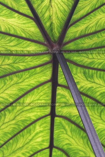 Underside of tropical rainforest leaf showing stem. Стоковое фото, агентство Ingram Publishing / Фотобанк Лори