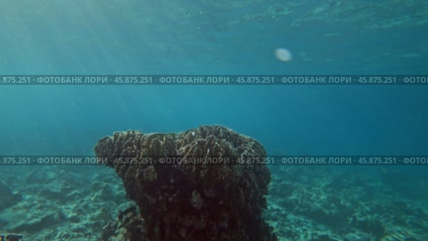 Underwater corals world of Similan islands. Стоковое видео, видеограф Михаил Коханчиков / Фотобанк Лори
