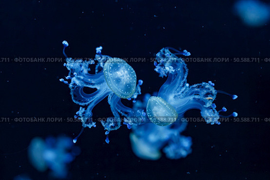 underwater shot of a beautiful Australian Spotted Jellyfish close up. underwater shot of a beautiful Australian Spotted Jellyfish. Стоковое фото, агентство Ingram Publishing / Фотобанк Лори