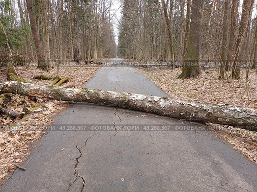 Упавшее дерево перегородило пешеходную дорогу в лесу. Национальный парк "Лосиный остров". Район Гольяново. Город Москва (2024 год). Стоковое фото, фотограф lana1501 / Фотобанк Лори