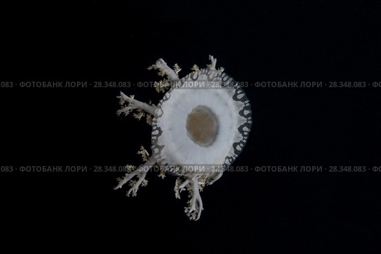 Upside Down Jellyfish (Cassiopea andromeda) in the night. Стоковое фото, фотограф Некрасов Андрей / Фотобанк Лори