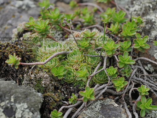Уральские горы. Очиток и молодило среди камней. Ural Mountains. Stonecrop and houseleek plants among the rocks. Стоковое фото, фотограф Евгений Романов / Фотобанк Лори