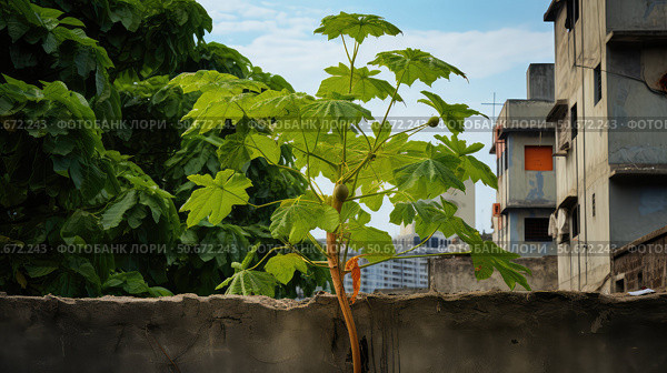 urban papaya tree ai generated. Стоковое AI-изображение, AI-художник Vectorwin / Фотобанк Лори