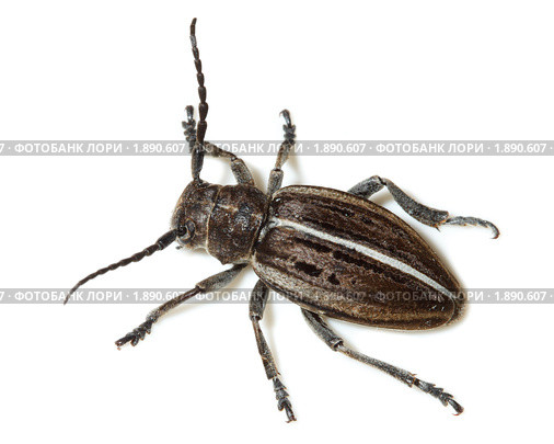 Усач-корнегрыз, Корнеед, Доркадион шелковистый, Dorcadion holosericeum, borer, Capricorn beetle, mahseer. Стоковое фото, фотограф Василий Вишневский / Фотобанк Лори