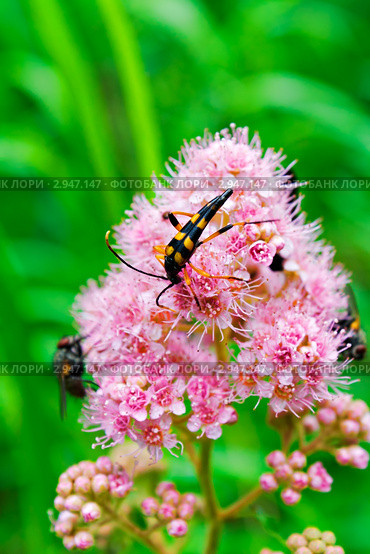Усач странгалина оттянутая (Strangalia attenuata) на цветах спиреи. Стоковое фото, фотограф Сергей Гусев / Фотобанк Лори